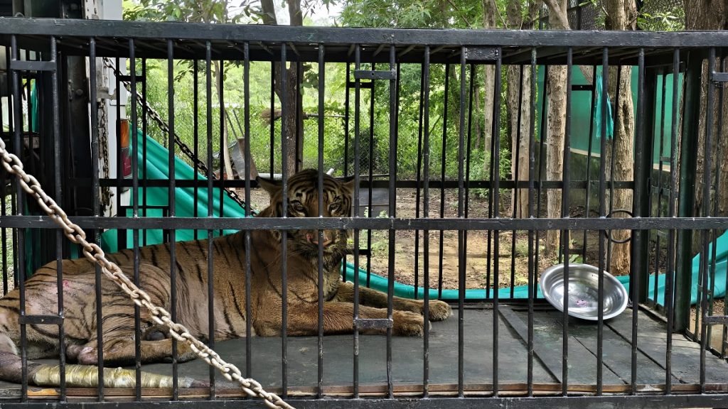 Chhattisgarh Tigress Bijli