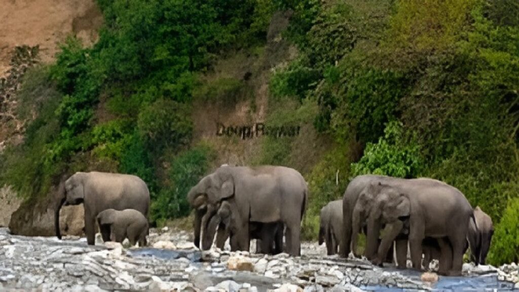 Elephant Movement Alert