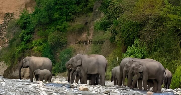 Elephant Movement Alert