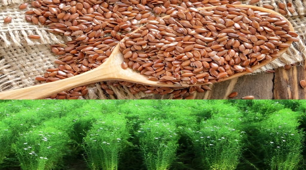 Flax Seed Production Chhattisgarh