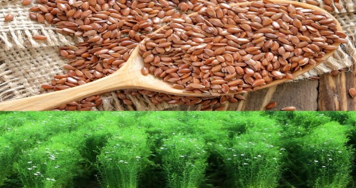 Flax Seed Production Chhattisgarh