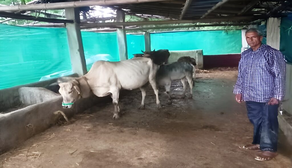 MGNREGA Cattle Shed Success Story Chhattisgarh