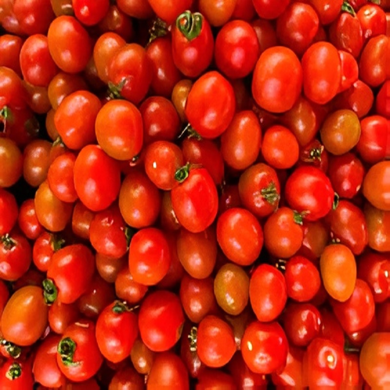 Madhya Pradesh Tomato Production