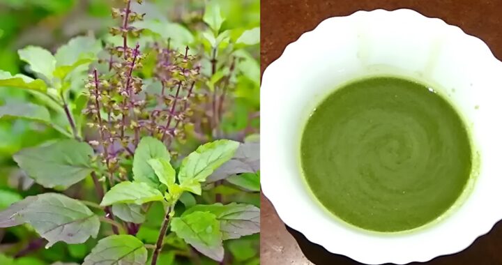 Tulsi Leaves Or Juice Benefits
