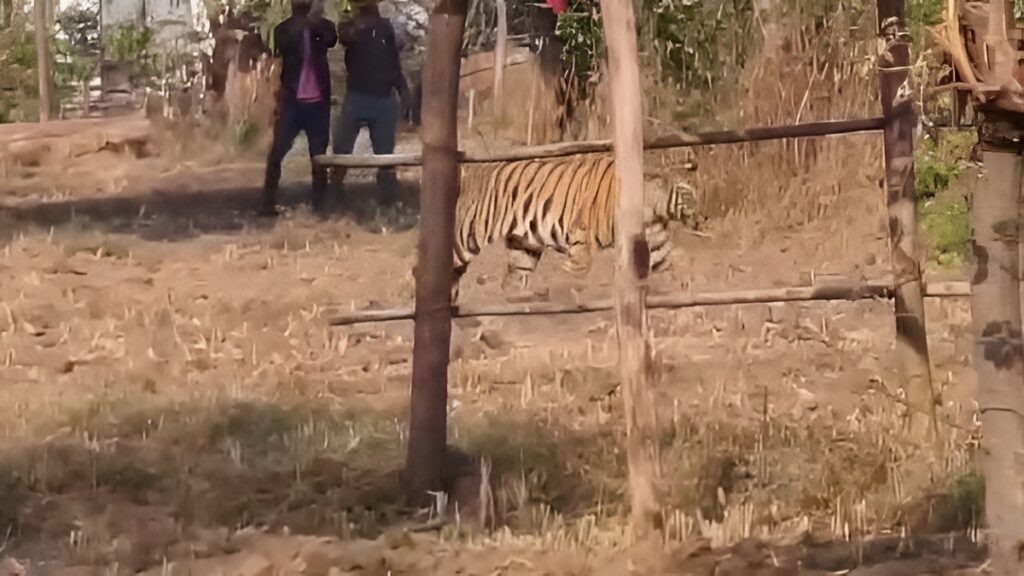 Bandhavgarh Tiger Video
