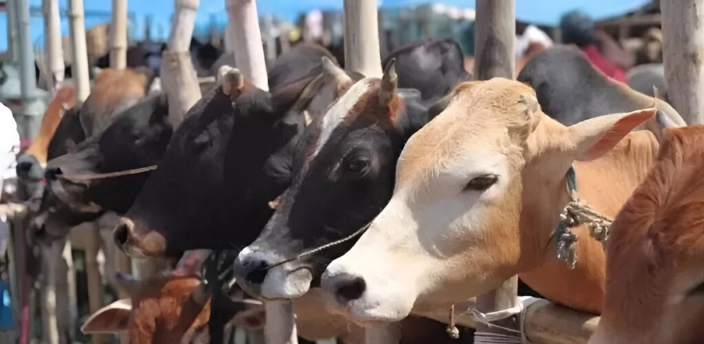 Dead Animal Disposal