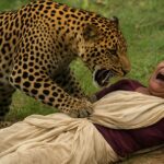 Kanker Leopard Attack : अंधेरे में गांव में आ रहे तेंदुआ-भालू, मवेशियों को बना रहे निवाला