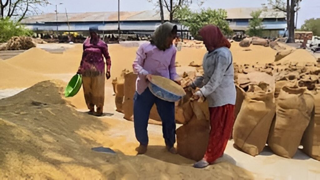 Paddy Procurement Chhattisgarh