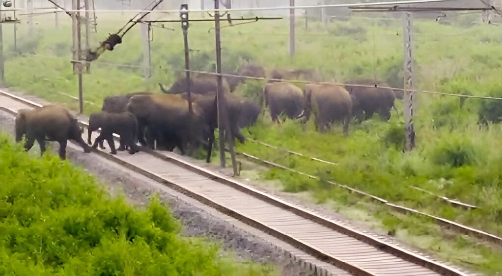 Train Halt Elephant Safety