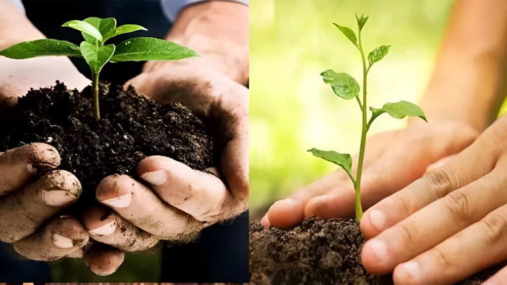 Urban Plantation Drive MP