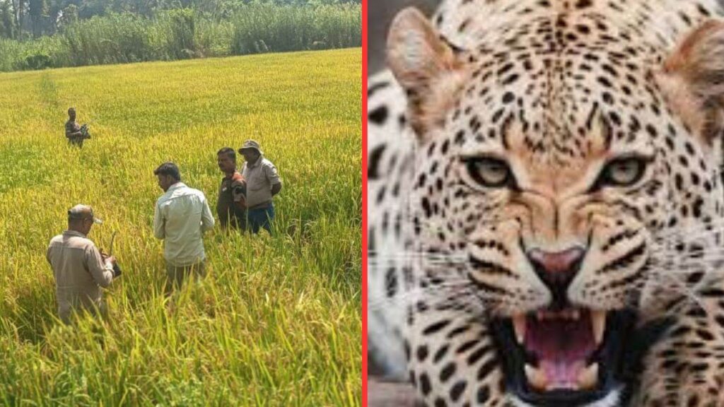 Leopard Rescue Udanti Sitanadi