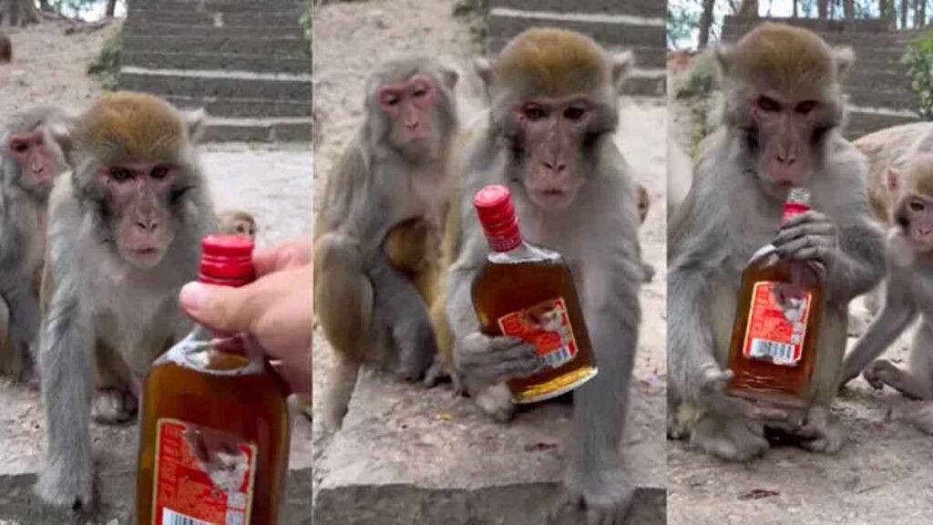 Animal Attack in School: Youths fed alcohol to a monkey, entered the school and attacked four people.