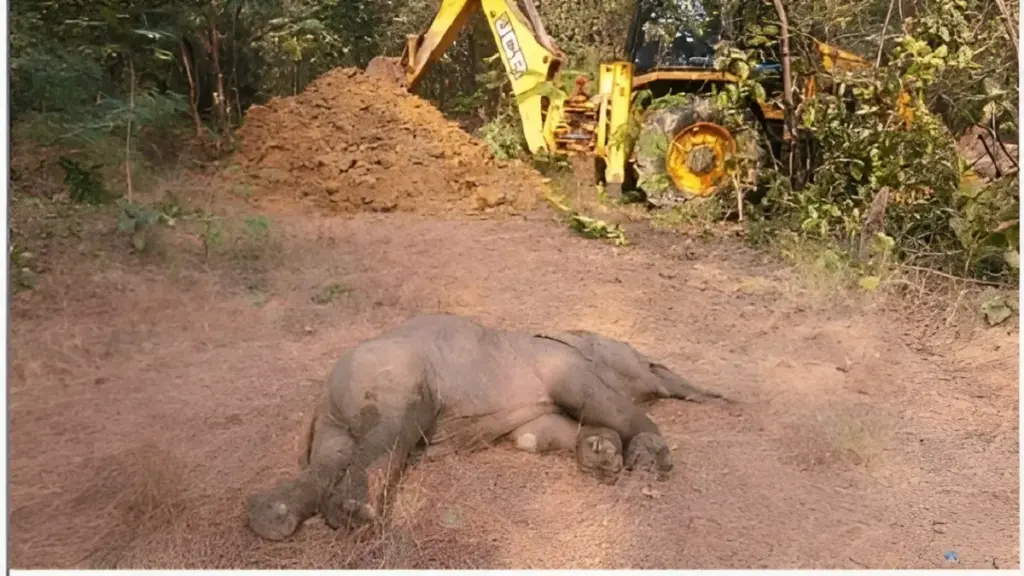 Elephant Calf Death Raigarh
