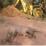 Elephant Calf Death Raigarh : तालाब में डूबने से हाथी के बच्चे की मौत, 11 माह में छह नवजात हाथियों ने गंवाई जान