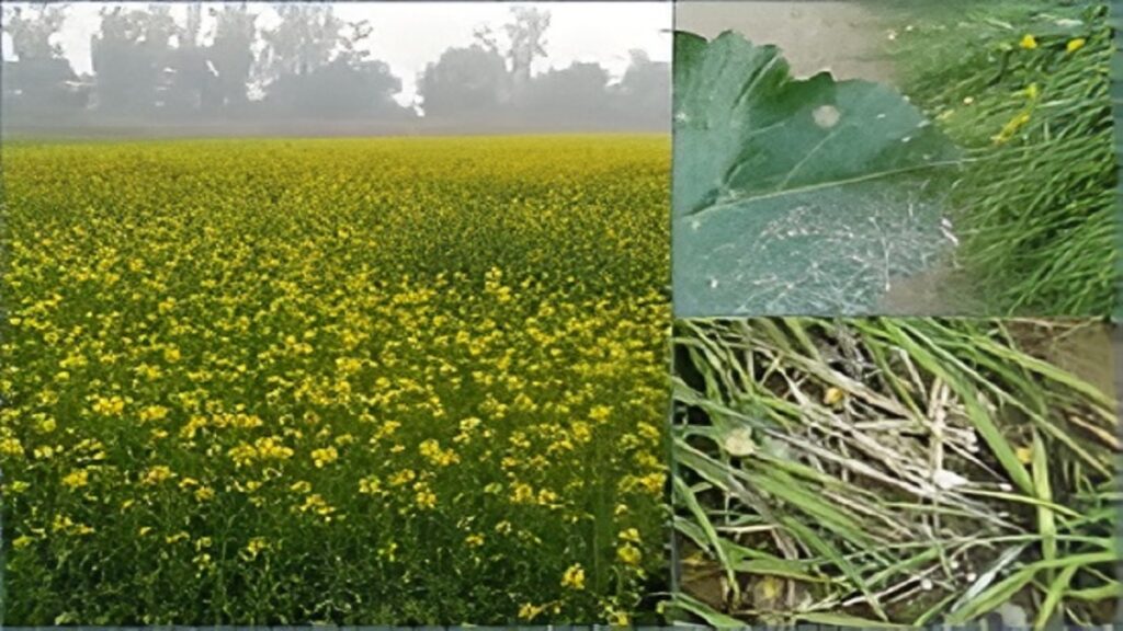 Mustard Crop Frost Damage