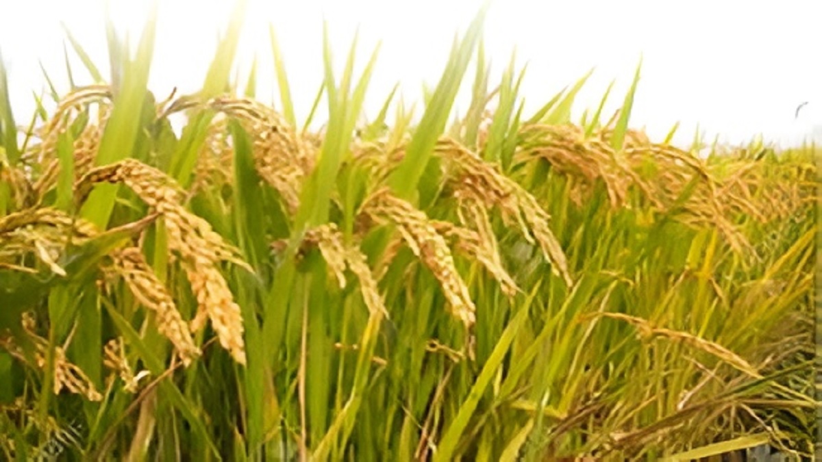 Illegal Paddy Trade Enforcement Action