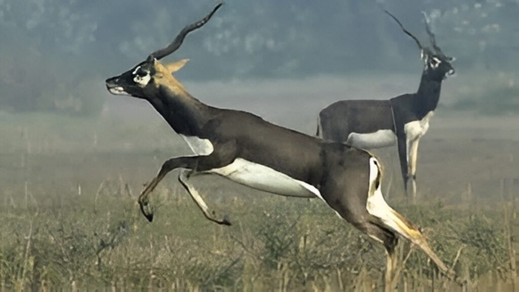 Zoo Blackbuck Mortality Bacterial Infection