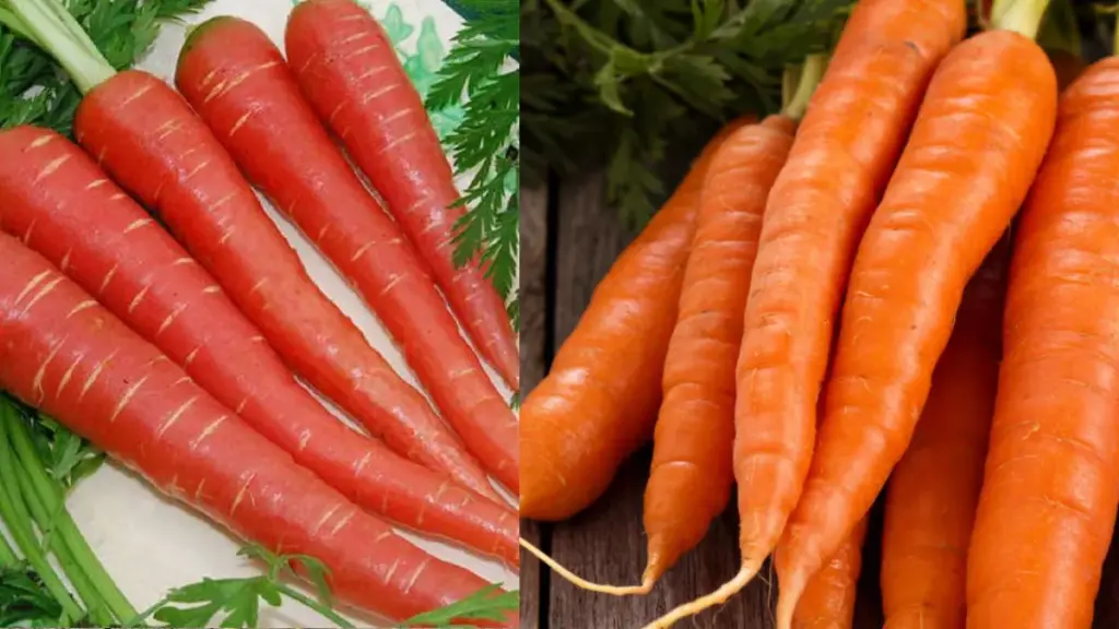 Carrot Health Benefits