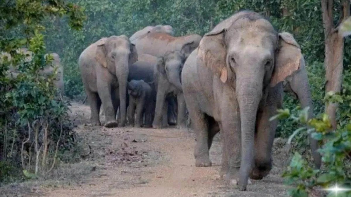 Deadly Elephant Rampage 2025