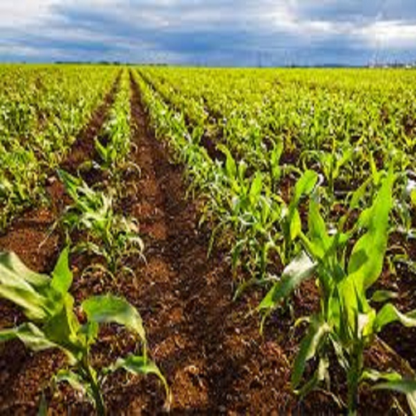 Agriculture Commodity Fraud