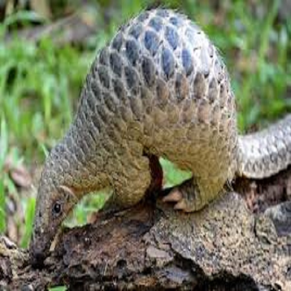 Pangolin Scale Smuggling