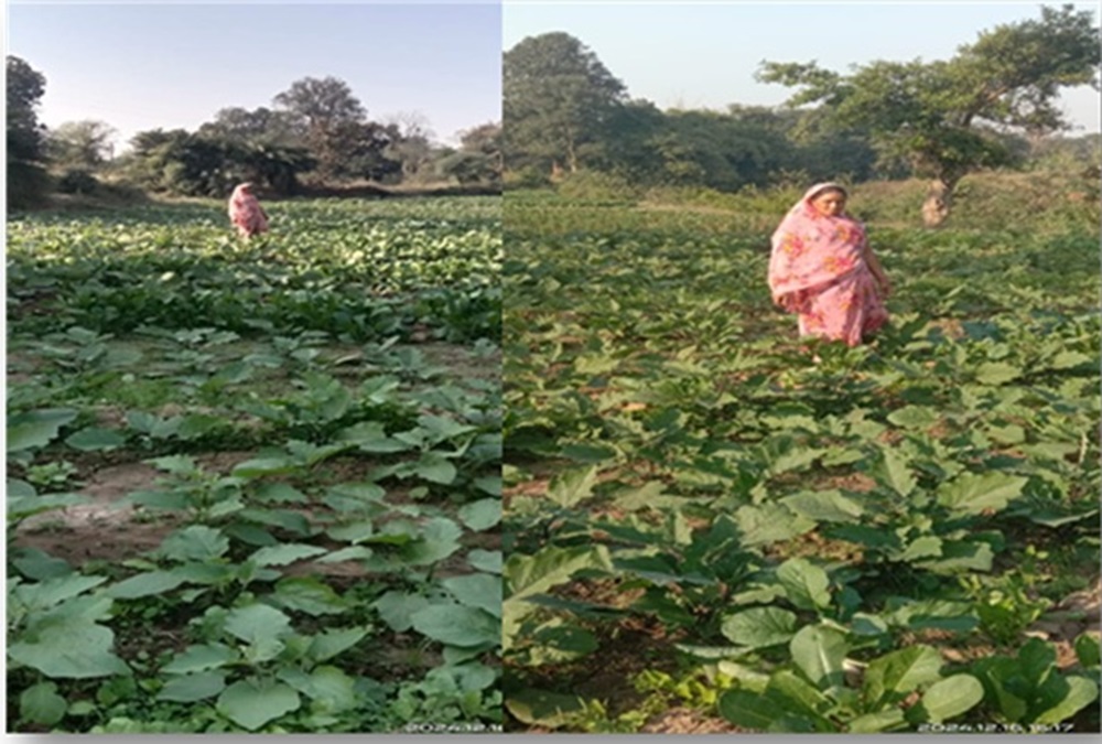 Vegetable Farming Success
