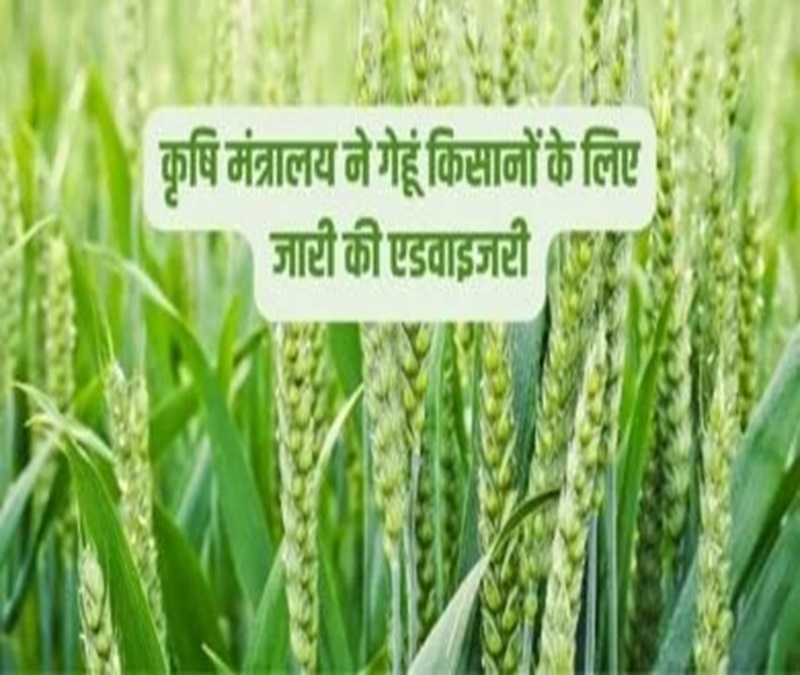 Wheat Pest Control Advisory