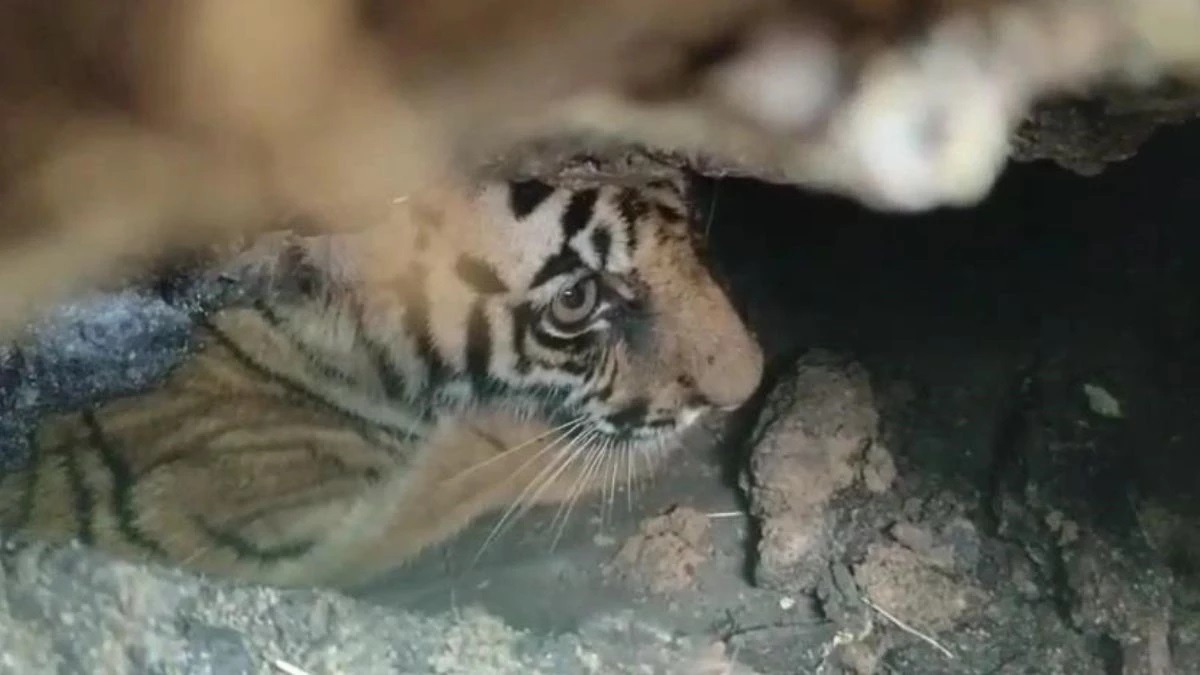 Tiger Cub Escape 2025