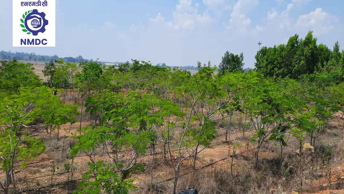The planting of 3.52 lakh saplings has led to an increase in green cover, resulting in the development of a man-made forest in the NMDC Nagarnar area.