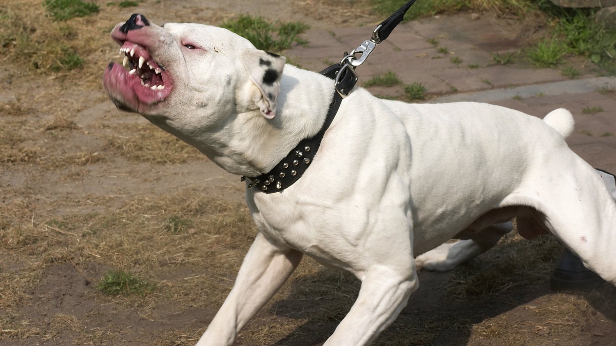 Pitbull Dog Attack