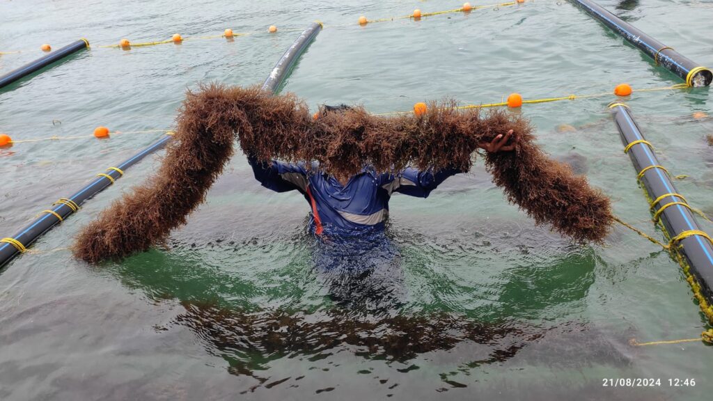 Andaman Bridge Connectivity
