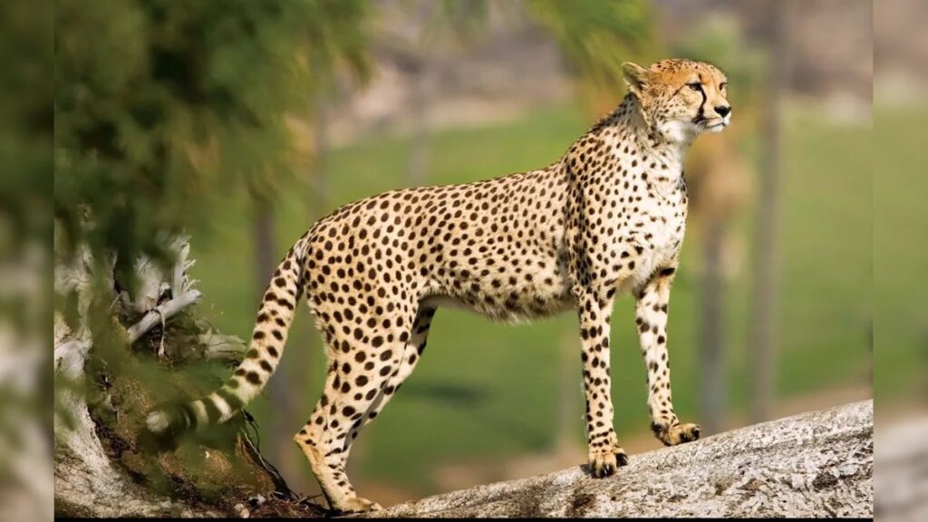 Botswana Cheetahs Arrival