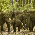 Elephant Herd Jashpur : सतपुरिया जंगल में 73 हाथियों का बड़ा दल सक्रिय, वन विभाग अलर्ट, स्थिति पूरी तरह नियंत्रण में