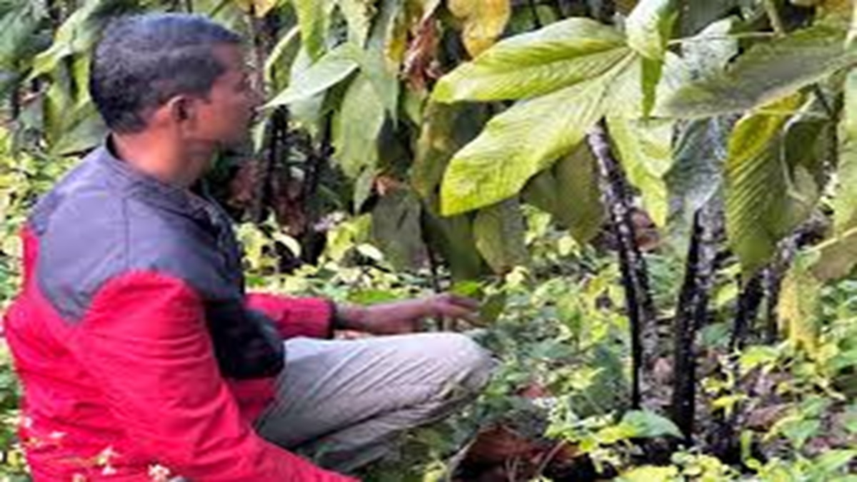 Lac Farming Income CG