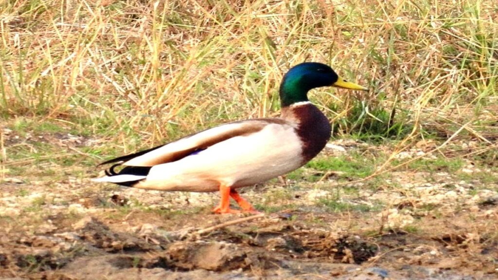 Migratory Birds Chhattisgarh