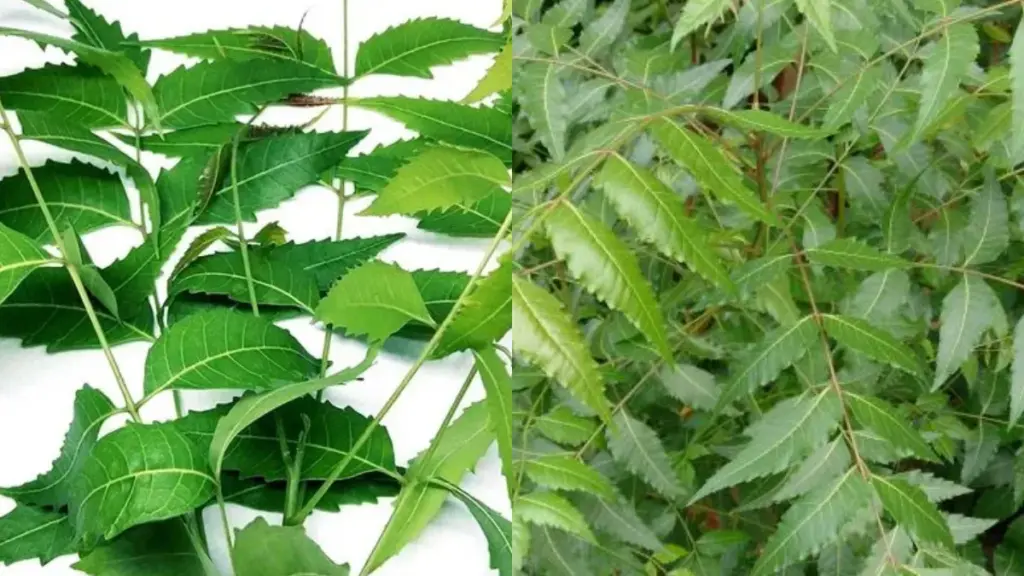 Neem Leaves Benefits