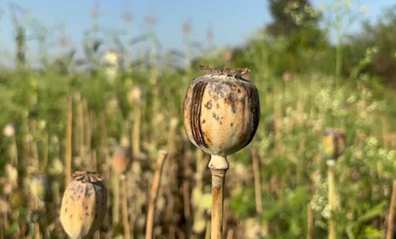 Afeem Ki Kheti Chhattisgarh