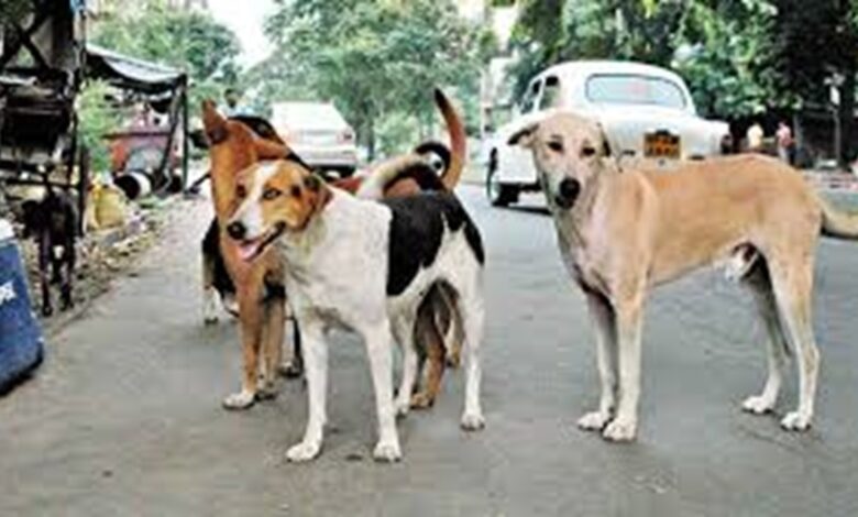 Bilaspur High Court Hearing