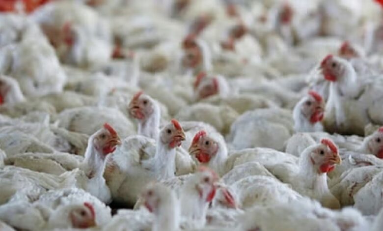 Bird Flu Chhattisgarh