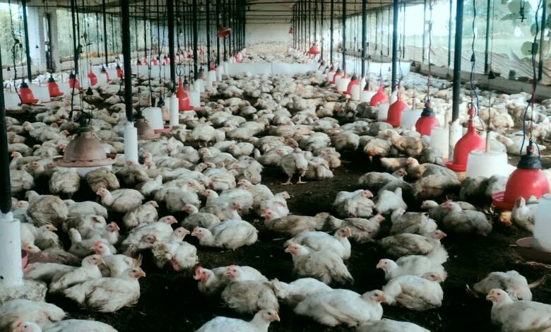 Bird Flu Outbreak Bilaspur