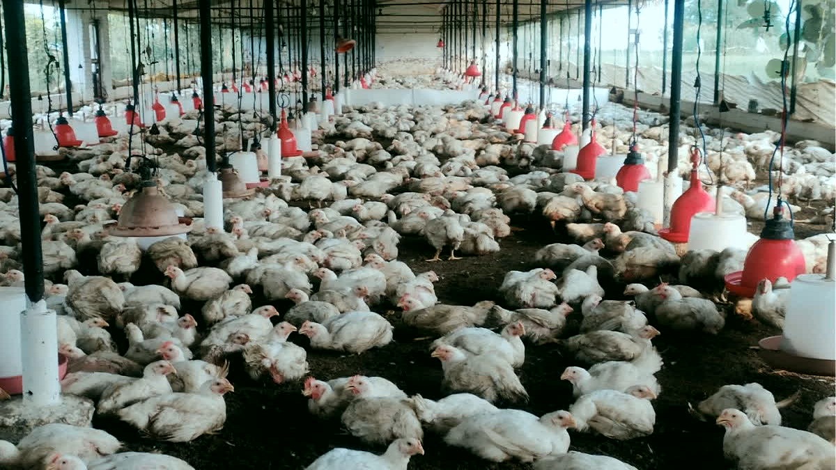 Bird Flu Outbreak Bilaspur