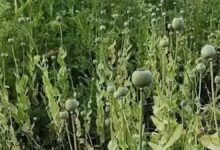 Chhattisgarh Opium Controversy