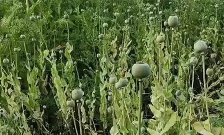 Chhattisgarh Opium Controversy