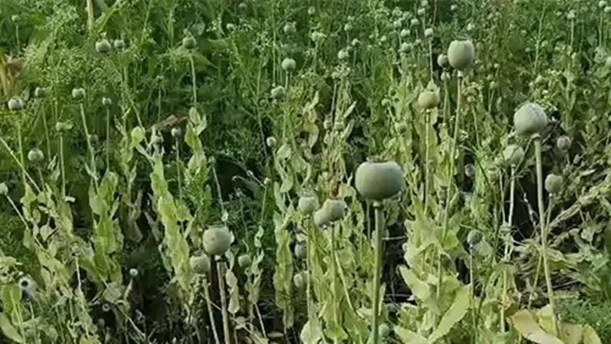 Chhattisgarh Opium Controversy