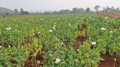 Illegal Poppy Cultivation CG