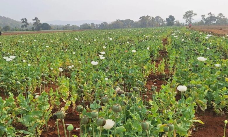 Illegal Poppy Cultivation CG