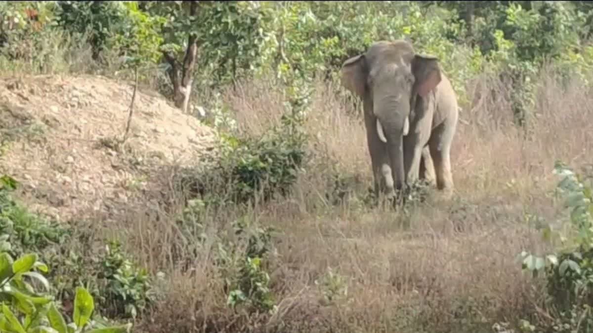 Korba Elephant Attack