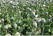 Opium Cultivation Investigation CG