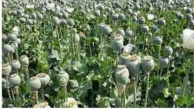 Opium Cultivation Investigation CG