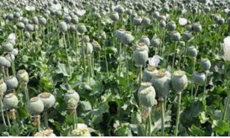 Opium Cultivation Investigation CG